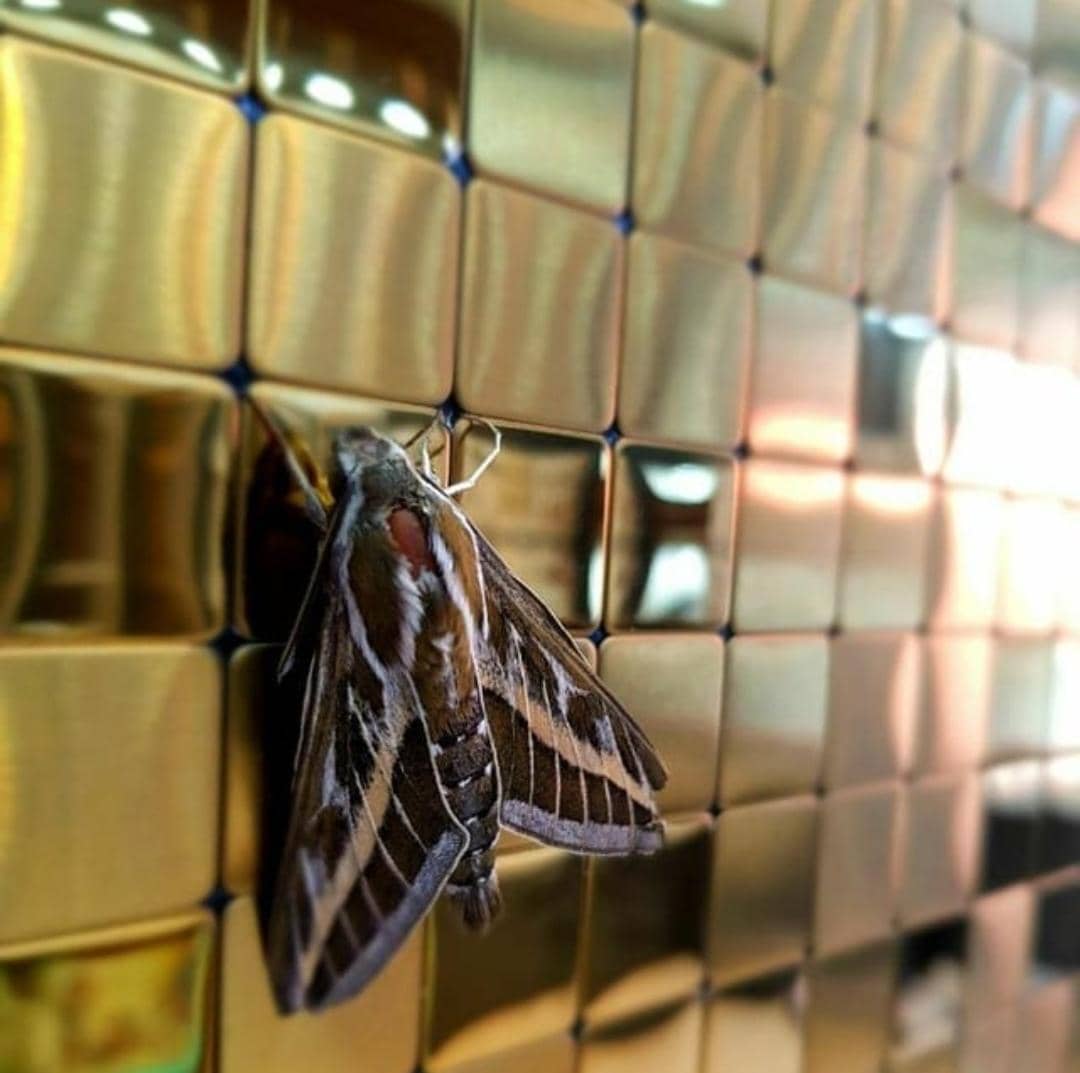 خدمات شماره1